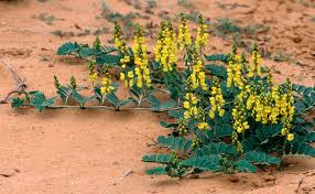 Image result for Senna italica