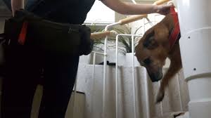 Unsere eigenen und auch pflegehunde haben sich schnell dran gewöhnt, aber es traut sich nicht jeder. Alte Hunde Und Treppen Durfen Hunde Treppen Steigen