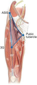 In the groin it is thick, and the two layers are separated from one another by the superficial inguinal lymph glands, the great. Athletic Groin Pain Part 1 A Prospective Anatomical Diagnosis Of 382 Patients Clinical Findings Mri Findings And Patient Reported Outcome Measures At Baseline British Journal Of Sports Medicine