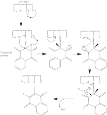 Vitamin k prophylaxis and childhood cancer. Schema Du Mecanisme Permettant La Transformation De La Vitamine K Download Scientific Diagram