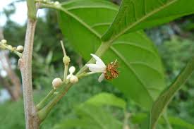 Image result for Lindackeria bukobensis