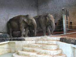 Der zoologische garten neunkirchen oder neunkircher zoo ist neben dem saarbrücker zoo einer der beiden saarländischen zoos. Die Armen Elefanten Bild Neunkircher Zoologischer Garten In Neunkirchen