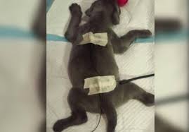Instead, they paddle their legs like a turtle. Breeder Tries To Throw Away Dog With Swimmer Puppy Syndrome