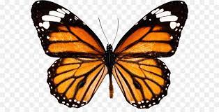 Monarch Butterfly Drawing How To Draw And Sketch Butterfly Png Image Butterfly Drawing Monarch Butterfly Tattoo Butterfly Tattoo