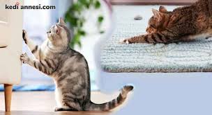 Kedi Annesi Www Kediannesi Com