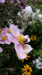 Herbst Anemone Pflanzen Herbst Anemone
