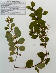 Image result for Corallocarpus schimperi