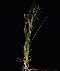 Image result for Aristida diffusa