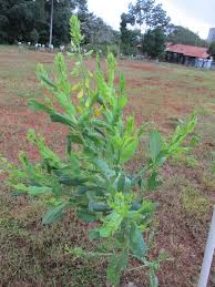 Image result for Crotalaria paulina