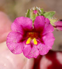 Image result for Mimulus
