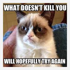 Creating memes on fat cat always the best stuff in this post. 9 Best Grumpy Cat Memes