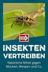 Insekten Vertreiben Naturliche Hausmittel Gegen Mucken Wespen Und Co In 2020 Hausmittel Gegen Mucken Ameisen Bekampfen Mittel Gegen Mucken