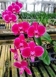 Carter And Holmes Orchid Nursery Newberry Sc Orchid Nursery Orchids Beautiful Orchids