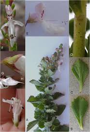 Image result for Radinosiphon leptostachya