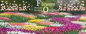 Capture the warmth and beauty of this season with the beautiful autumnal hues, burnt orange, buttery yellows and rich reds and celebrate the natural landscape that surrounds you. Flowers That Are Bloom In October Season