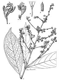 Image result for Magnistipula