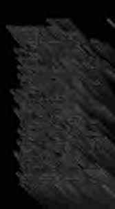 Image result for Elaphoglossum macropodium