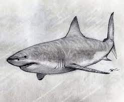 Great White Shark Sketch Shark Painting Shark Art Shark Drawing