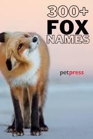 If you're looking for something original, then here is a list of really cute pet name for your boyfriend or girlfriend to put as their contact name in your phone or. 300 Fox Names Cute Funny Cool Names For A Pet Fox
