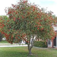 Image result for Myrtaceae