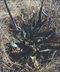 Image result for Aloe canis