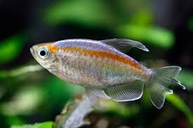 5 Ikan Yang Paling Cocok Untuk Aquascape Pertanianku