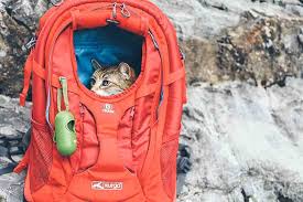 Best cat backpack for large cats: Cat Backpacks For Adventuring With Your Cat Catexplorer