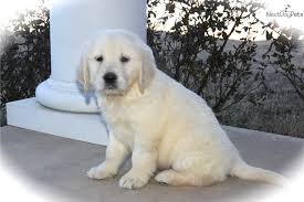 Planned mating between hanwoodgold bronte at goldtrix and kaliture red pepper. Sam English Golden Retriever Puppy For Sale Near Dallas Fort Worth Texas 17d51310 B491