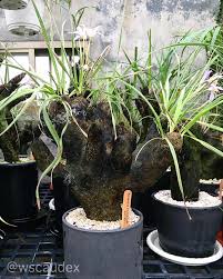 Image result for Xerophyta