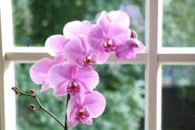 Düngen sie ihre orchideen in der wachstumsphase etwa alle 14 tage, indem sie das tauchwasser mit speziellem orchideendünger anreichern. Orchidee Bluht Nicht Mehr So Bringen Sie Sie Erneut Zum Bluhen Hausgarten Net