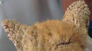 Scabies symptoms include rash and itch (pruritus). Penyakit Kulit Scabies Pada Kucing Penyakit Dan Kesehatan Kucing