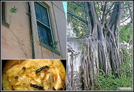 Resultado de imagem para fig wasps in florida