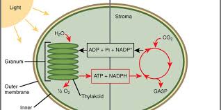 Bagaimana Tumbuhan Menghasilkan Oksigen?