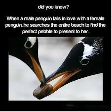 7 famous quotes about penguin love: Love Quotes About Penguins Love Penguin Love Laughness Quotes At Repinned Net