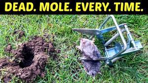 Add four tablespoons of the mixture to a gallon of water. How To Kill Moles Effective Lethal Results Use A Scissor Trap To Get Rid Of Moles In Your Yard Youtube
