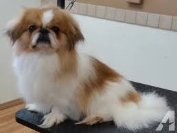 Black And White Pekingese Puppies For Sale Purebred Pekingese Puppies Pekingese Puppies Pekingese Dogs Pekingese