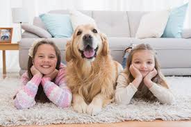 Maybe you would like to learn more about one of these? Rug Cleaning Galway Glan Carpet Fabric Care