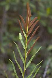 Image result for Acrostichum