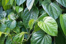 Biasanya selalu ditambahkan buah asam yang masak. Turunkan Berat Badan Dengan Daun Sirih Balipuspanews Com