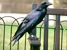 To feed greedily · 2 : Tower Of London S Queen Raven Is Missing And Presumed Dead But The Kingdom Should Still Be Safe Abc News