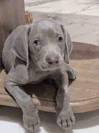 I Love All Dog Breeds 5 Unique Dog Breeds You Never Come Across Cute Animals Unique Dog Breeds Weimaraner Puppy