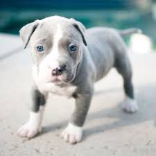 Pitbull Terrier Black And Blue Eyes Blue Pitbull Puppy I M Going To Name Him Oslo I Would Name Mine Laszlo Pitbull Puppies Pitbull Dog Pitbulls