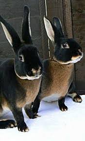 The correlation between the man and the animal has never been clear, but who cares, because both are cute. These Remind Me Of Thev2 Bunnies We Had On Our Yard Summer Of 2020 Cute Animals Animals Black Otter Rex Rabbit