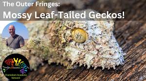 Image result for Urochloa comata