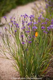 Blue Eyed Grass Sisyrinchium Idahoense Bellum Flowering In Southern California Drought Tolerant Nati California Native Garden Plants Drought Tolerant Garden