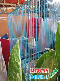 Keistimewaan lovebird vio fc disilangkan dengan warna apa saja tetap istimewa. Dijual Burung Lovebird Vio Ddf Split Pb Fix Jantan Hewandijual Com