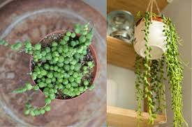 Description light/soil/water hardiness othonna capensis 'ruby necklace' is a trailing succulent with multiple purple pink stems and long narrow the plant displays little yellow daisy like flowers on a long… 32 Best Hanging Succulents And Cactus Plants You Can Grow Florgeous