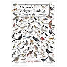 Birds Of The Southwest Petersons Backyard Birds Of The Desert Southwest Poster In 2020 Backyard Birds Southwest Desert Birds
