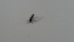 Also, wir haben seit gestern so komische fliegen in der wohnung. Kleine Schwarze Fliegen In Der Wohnung Landschildkroeten De