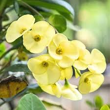 Image result for Euphorbia unicornis